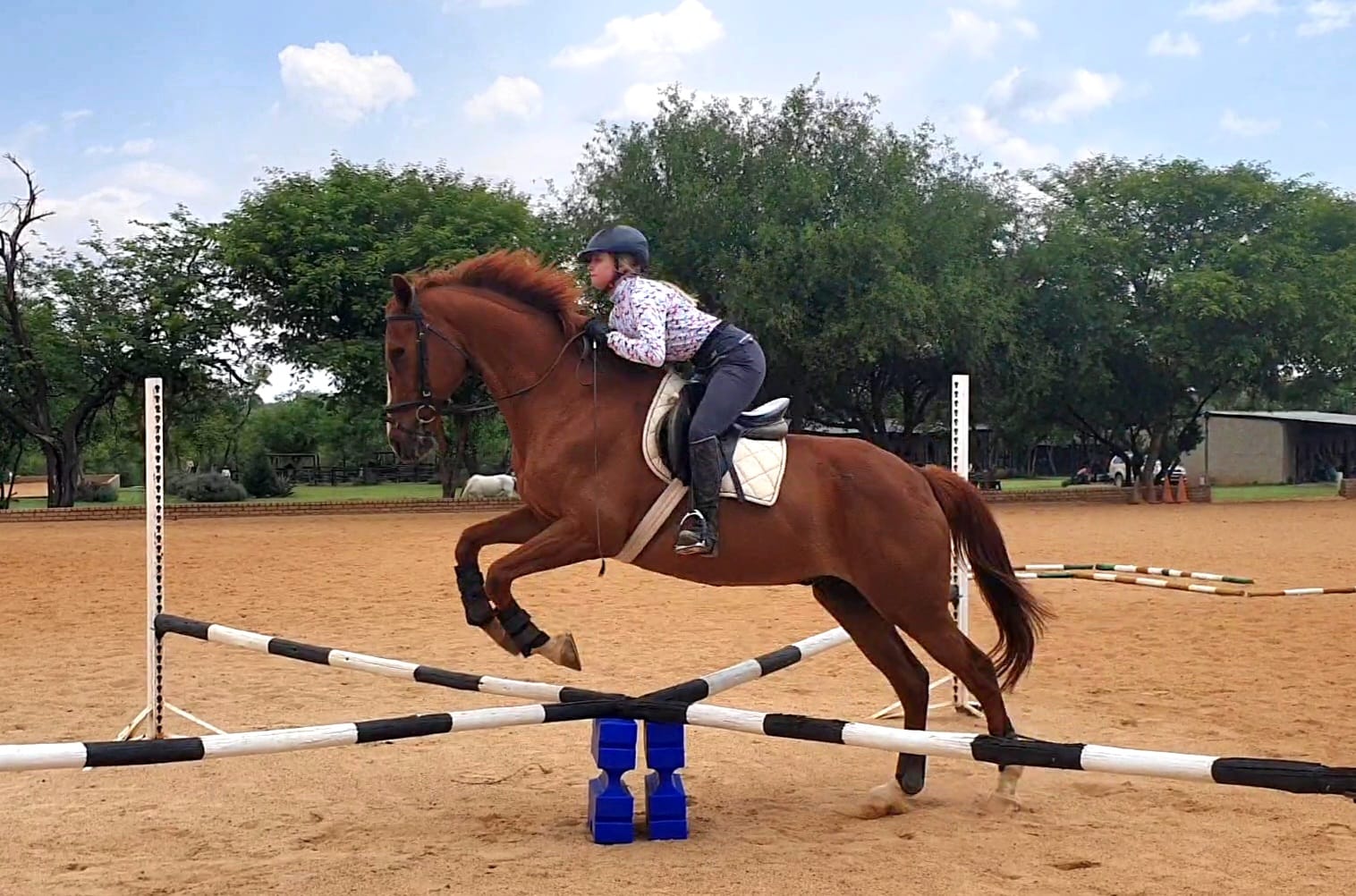 show jumping horse pretoria