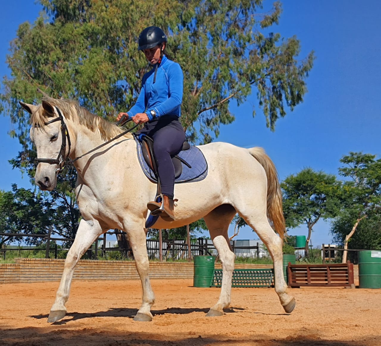 beginner pony to lease