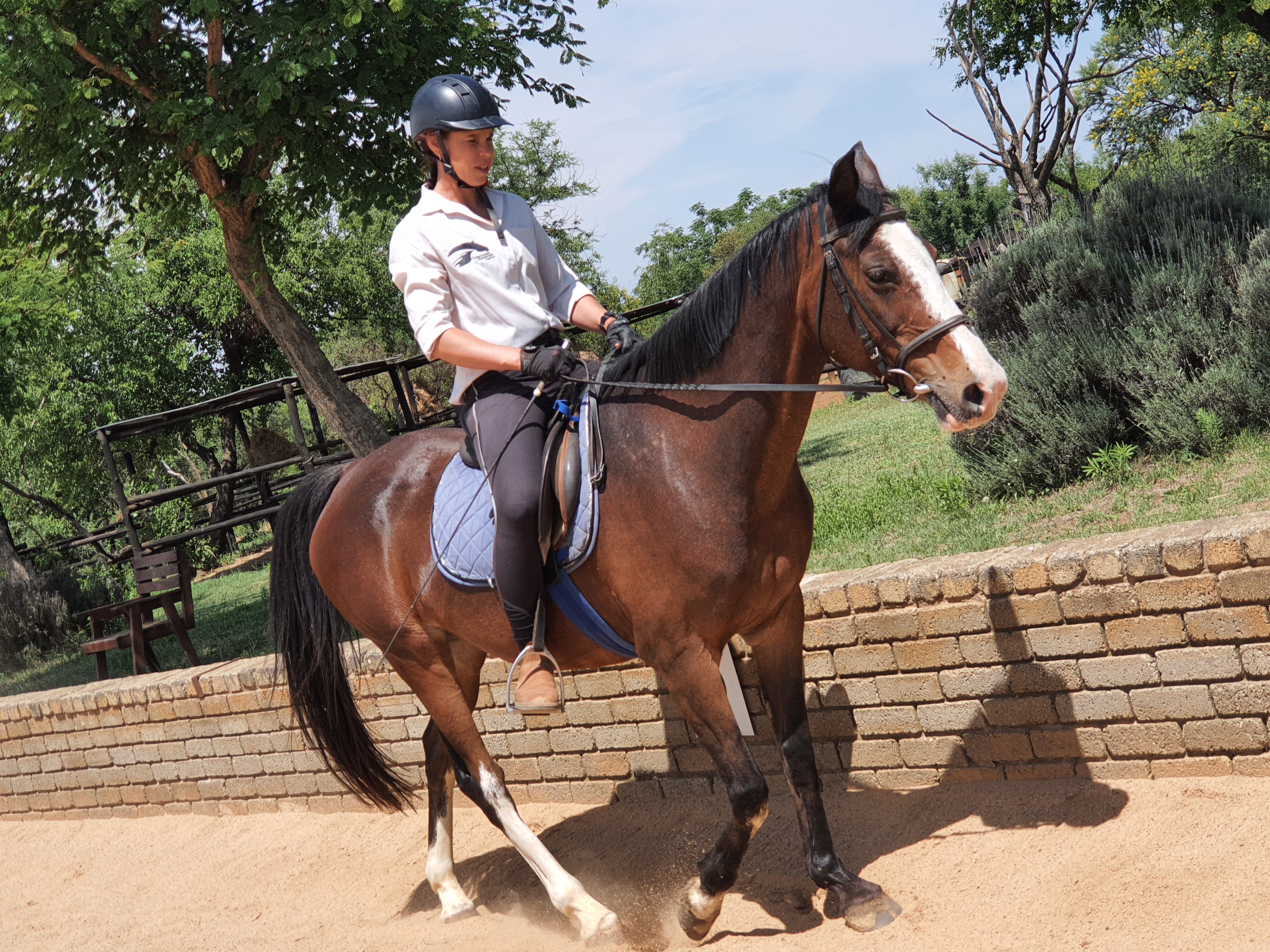 ponies for lease pretoria