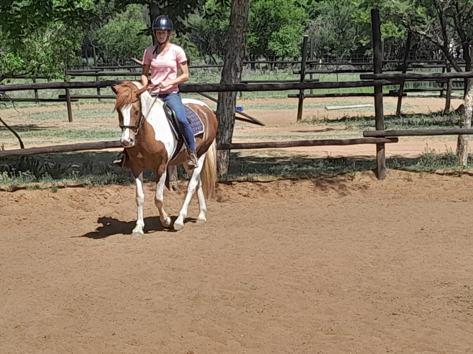 pony for sale pretoria