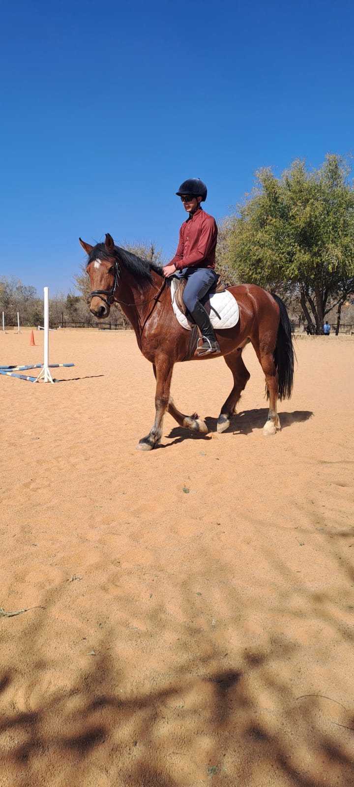 Warmblood for sale