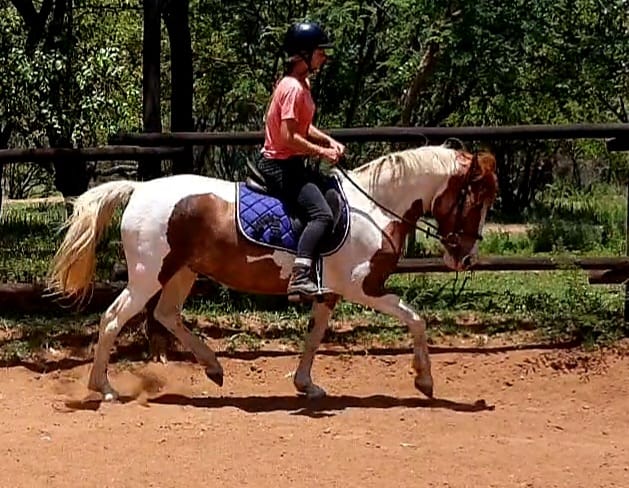 pretoria ponies for sale