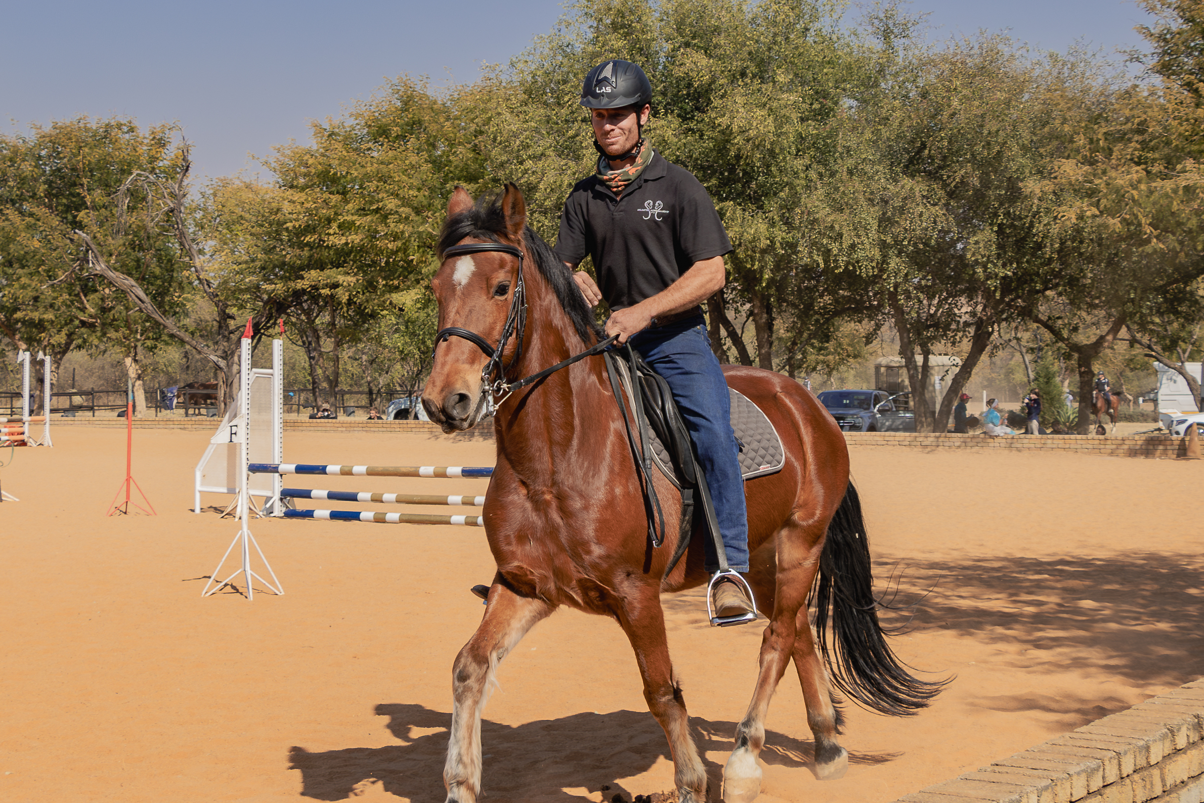 dressage warmblood for sale