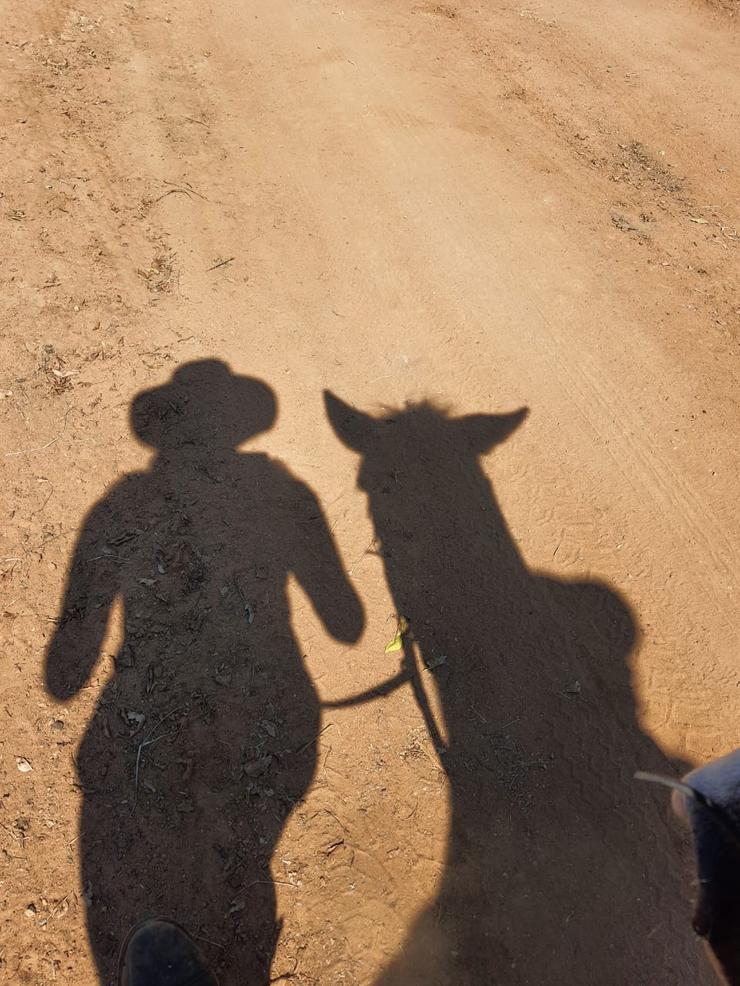 retirement for horses gauteng