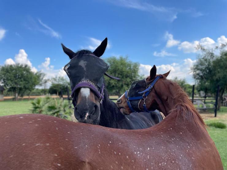 retirement for horses pretoria